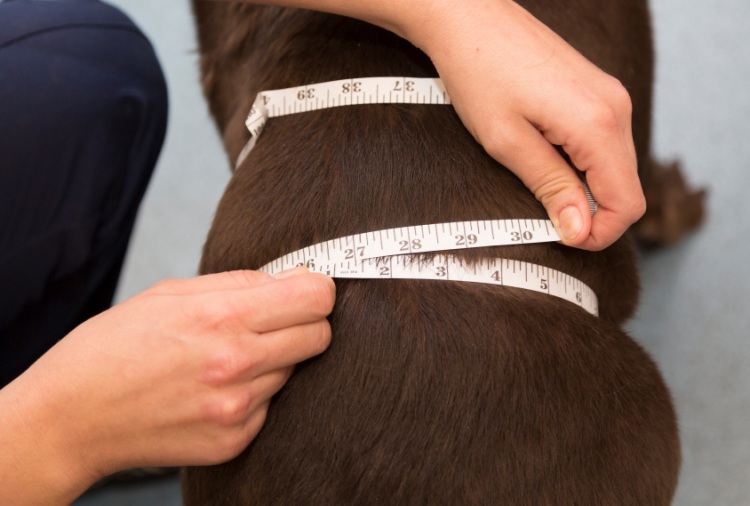 Fat dog being measured